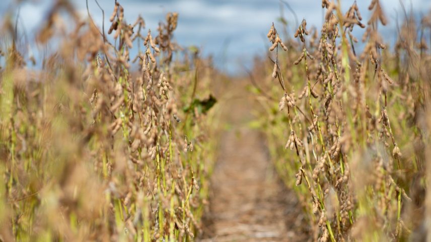 Dados do agro tiveram recuo de 4,25% em maio em relação a abril, segundo o IBC-br (Foto: Infoglobo)