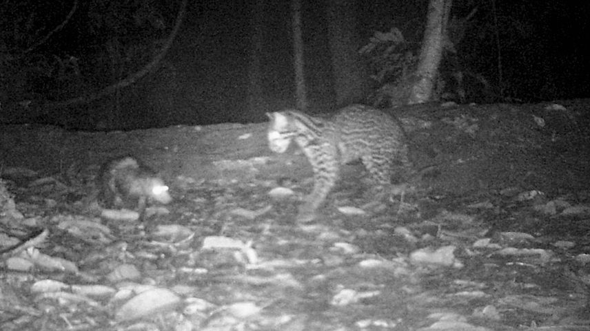 Registro de jaguatirica e gambá na Amazônia peruana (Foto: Nadine Holmes /via NYT)