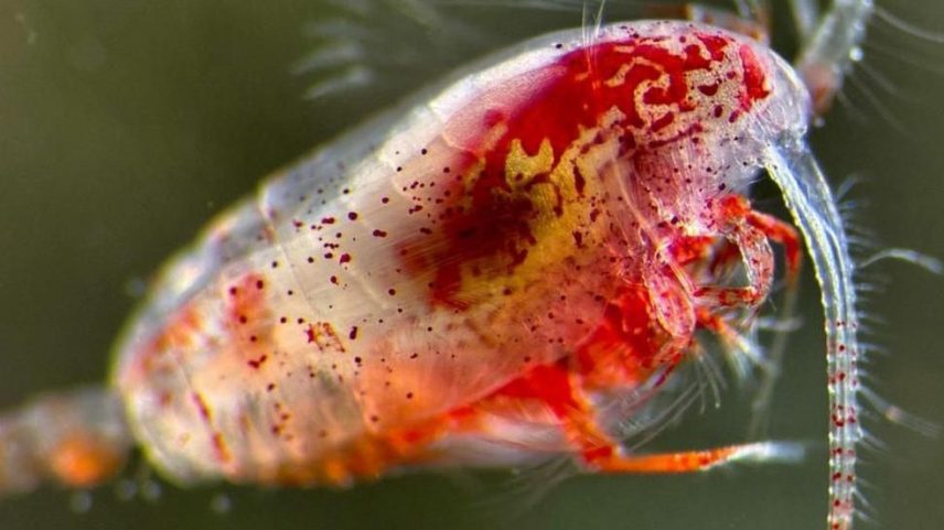 O zooplâncton costuma ser vendido como alimento para aquários, mas tem uma importância fundamental em frear o aquecimento global — Foto: Professor Daniel J. Mayor @oceanplankton