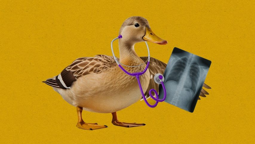 Um pato com um raio-X e um estetoscópio (Foto: Stephanie Arnett/MIT Technology Review | Adobe Stock, Envato)