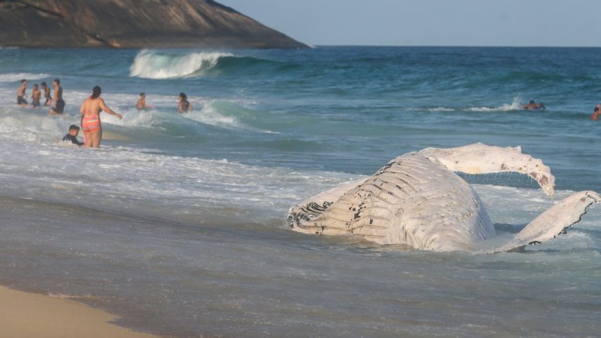 Em plena temporada de migração desses animais, que vêm da Antártida em busca de águas quentes para reprodução, cresce também o risco de um turismo de observação sem controle. (Foto: Pedro Kirilos)