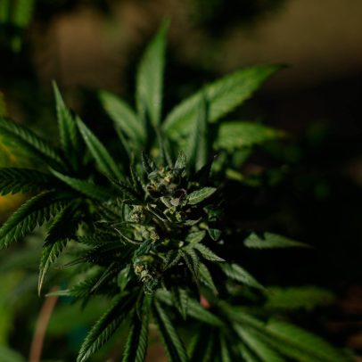 Registros de posse e uso de drogas no Brasil caem 26%, aponta anuário de segurança