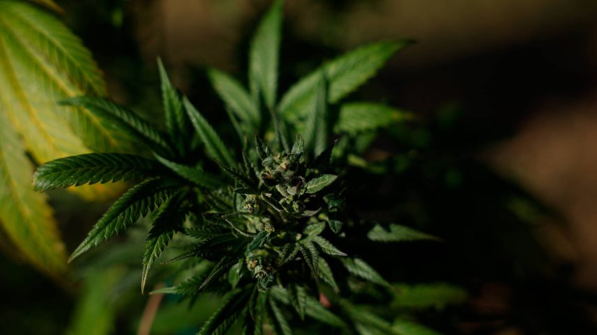 Cannabis produzida na região de Brasília; Ocorrências relacionadas a uso e posse de drogas caíram no Brasil, segundo pesquisa (Foto: Pedro Ladeira - 14.ago.2024/Folhapress)
