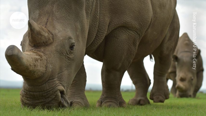 As relações evolutivas dos rinocerontes se tornaram um pouco mais claras com o sequenciamento das proteínas mais antigas já encontradas. (Foto: Tony Karumba/AFP via Getty)