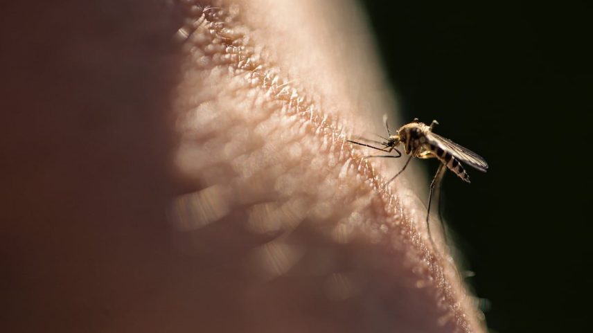 Um mosquito picando uma pessoa (Foto: Getty Images)