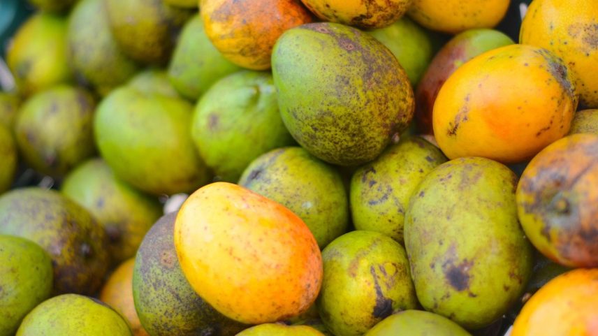 Produtores de manga se preocupam com suspensão de embarques da fruta para os EUA a duas semanas da colheita — Foto: Pixabay