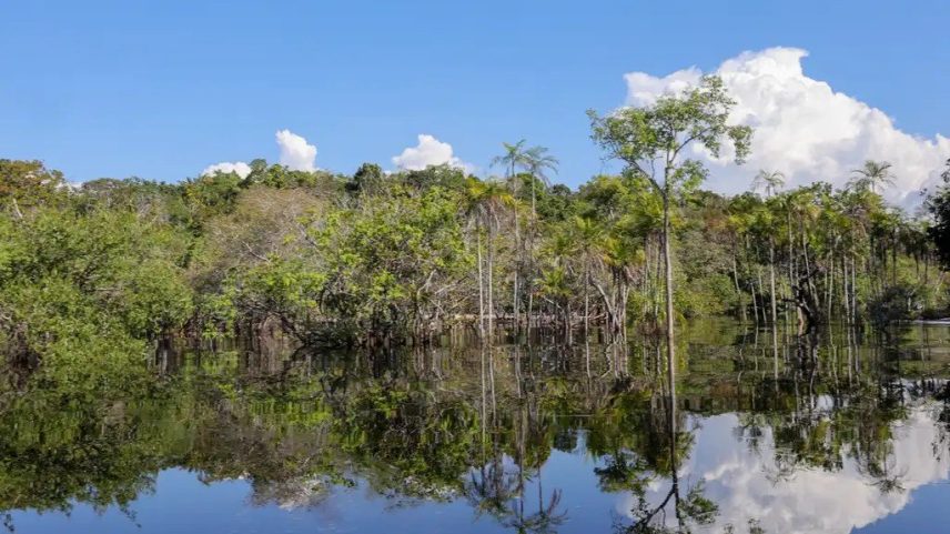 O Fundo JBS Pela Amazônia já destinou mais de R$ 200 mil para essa fase inicial do projeto (Foto: Fabio Rodrigues-Pozzebom/ Agência Brasil)