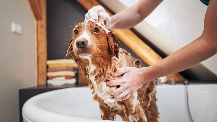 Os cuidados são diferentes em função do tipo de pelo, mas, em todos os casos, a melhor ferramenta para manter o pelo do cachorro saudável é o cepillado e banhos frequentes. (Foto: Chalabala / 500px)