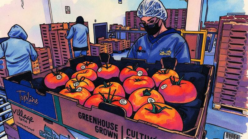 Trabalhadores empaquetan tomates en Zacatecas, el 13 de agosto de 2025. (Foto: Edgar Chavez/REUTERS)