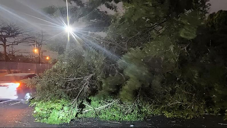 Queda de árvore na Rodovia dos Imigrantes, na altura de São Vicente. (Foto: Polícia Militar Rodoviária)