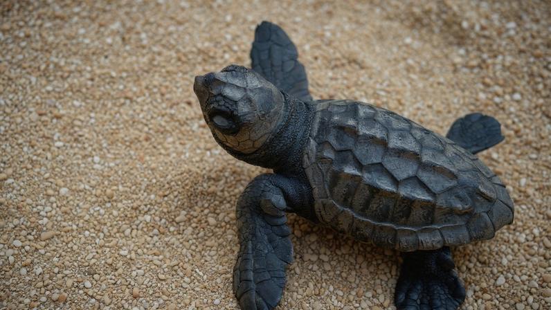 Seven years into patrolling on Cabo Verde’s islands, Roni Nelson Batista Ramos now protects endangered sea turtles on the beaches where he once poached them.