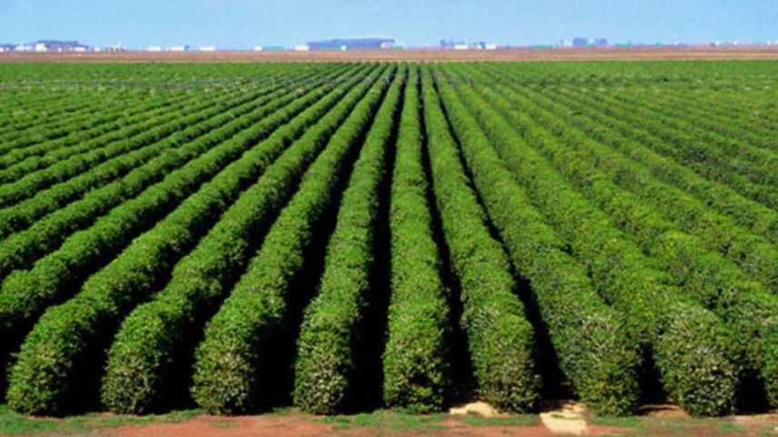 Etanol de tequila: planta mexicana poderá ser usada na produção de biocombustível no Brasil (Foto: Reprodução)