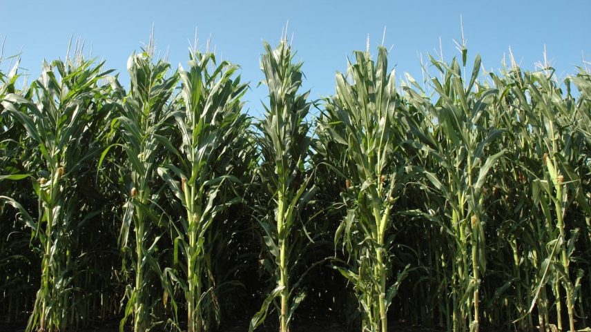 Quando plantaram maíz muito junto e depois arrancaram as plantas para semear cebada e césped, ambos mostraram melhores defensas contra as plagas. (Foto: DJClaassen/Getty Images/iStockphoto)