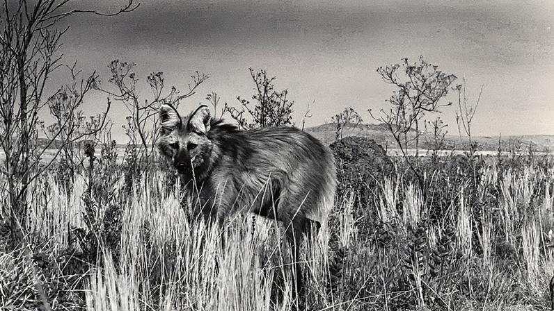 Lobo-guará busca abrigo em novos biomas devido à destruição de seu habitat natural — Foto: Ana Lúcia Azevedo
