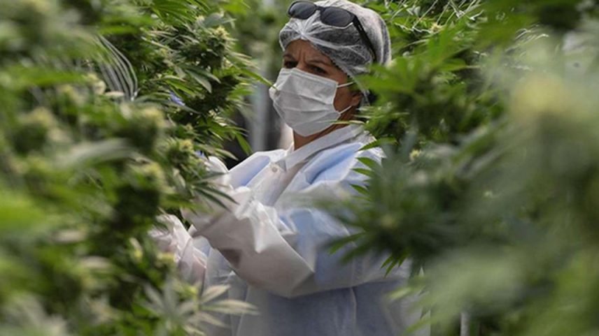 O Uruguai, país com a legislação de cannabis mais avançada na América Latina, quer se tornar referência mundial na exportação de cannabis terapêutica (Foto: Pablo Porciuncula Brune/ AFP)