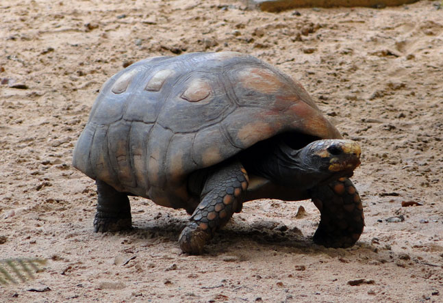 PRESA FÁCIL - Animal está na lista de espécies comprometidas pelo tráfico ilegal (Foto: Reprodução)