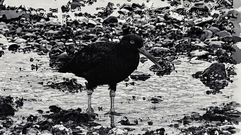 Ostraceiro, uma das espécies de aves preservadas pelo projeto da Natural England — Foto: Pexels