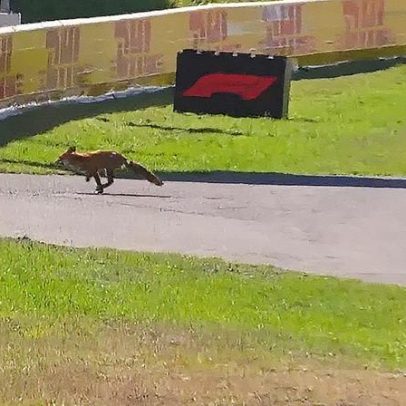Raposa atravessa pista durante corrida e é flagrada por Leclerc na Holanda