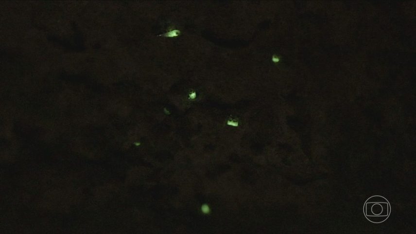Cientistas alertam para risco de extinção dos vaga-lumes (Foto: Reprodução/TV Globo)