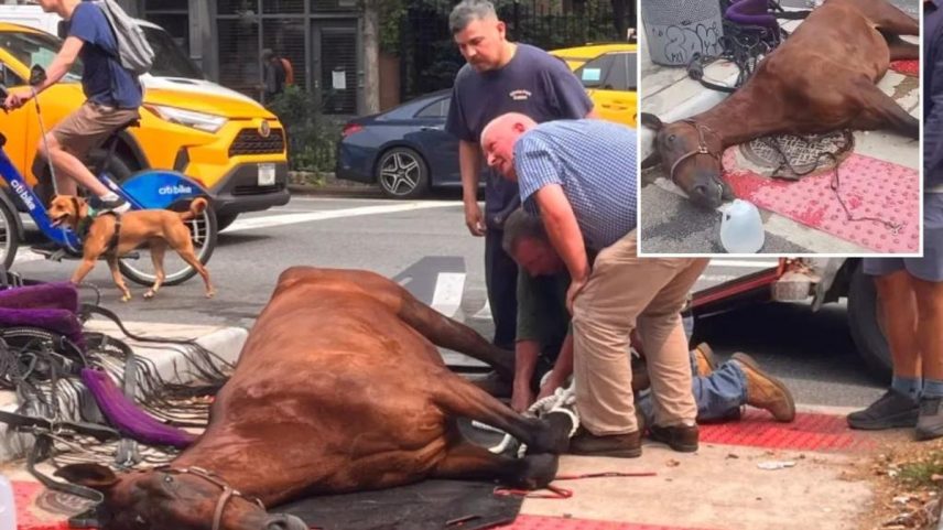 Animal atuava nas ruas de Nova York há menos de dois meses — Foto: Reprodução/Redes sociais