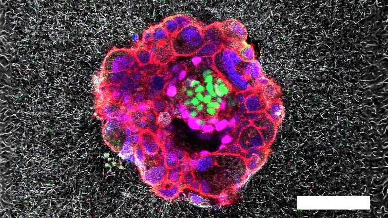 Imagem de microscopía confocal de um embrião humano de 9 dias de desenvolvimento. (Foto: EPV)