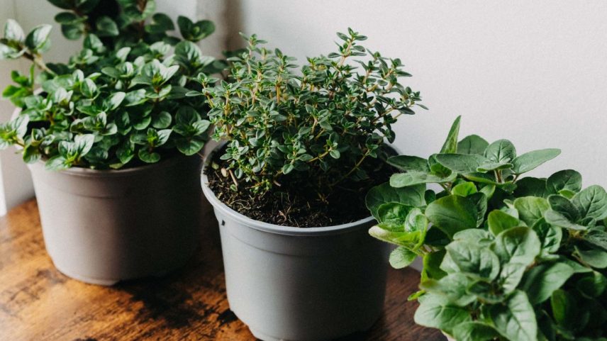 Planta pertence à família das Lamiaceae e pode ser encontrada facilmente — Foto: Getty Images