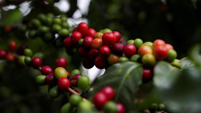 Plantação de café (Foto: REUTERS: Amanda Perobelli)