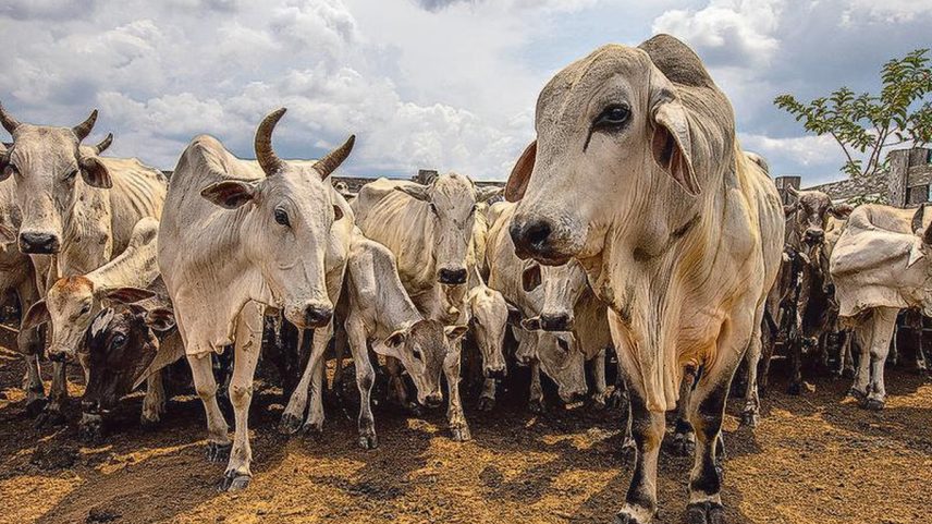 São Paulo busca abertura do mercado japonês para a carne bovina (Foto: Bloomberg)