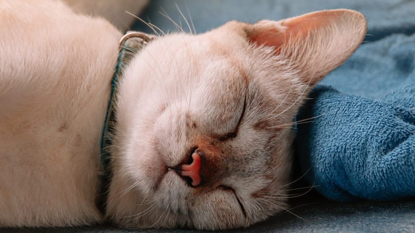Rei dos cochilos: saiba quantas horas os gatos precisam dormir por dia e o motivo (Foto: Freepik/Reprodução)