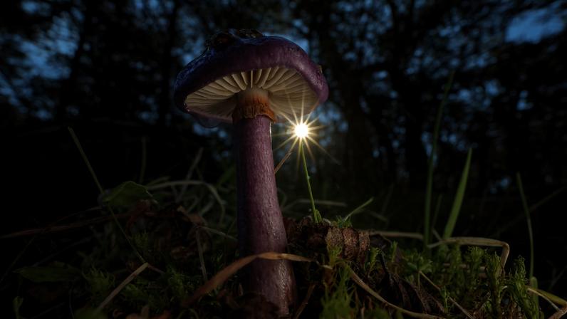The mycorrhizal mushroom Cortinarius albomagellanicus emerges from a hyper-diverse but hidden underground fungal community in Tierra de Fuego, Chile. Image courtesy of Mateo Barrenengoa.