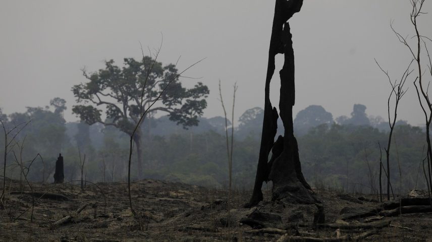 Tronco queimado na Amazônia: fogo tem impulsionado desmatamento (Foto: Cristiano Mariz/Agência O Globo/ 10/09/2024)
