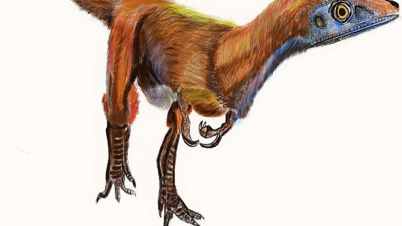 Desenho digital de um Sinosauropteryx, o primeiro dinossauro sem asas com penas descoberto no mundo (Foto: Adobe Stock)