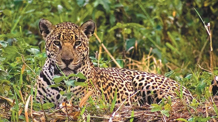 Consórcio sequenciou todo o código genético de 23 espécies de animais no Brasil, como a onça-pintada (Foto: Rogério Cunha de Paula/Divulgação)