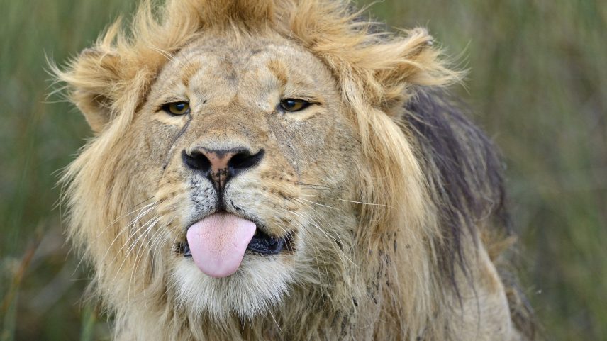 Caso alguém tenha um animal saudável que precise ser doado por diversos motivos, pode oferecer o pet à instituição. (Foto: W. Wisniewski/Getty Images)