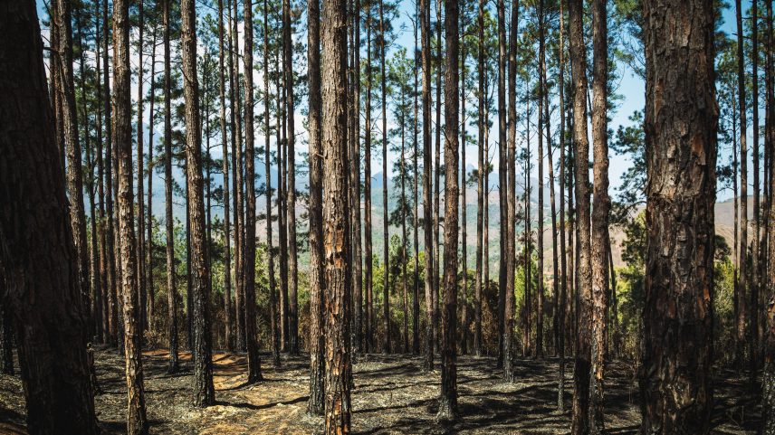 A nova tarifa, que deve entrar em vigor a partir desta quarta-feira, 6, incide sobre itens como madeira serrada, painéis, portas, móveis e molduras produzidos a partir de florestas plantadas de pinus e eucalipto. (Foto: Pedro Costa Simeao/Getty Images)