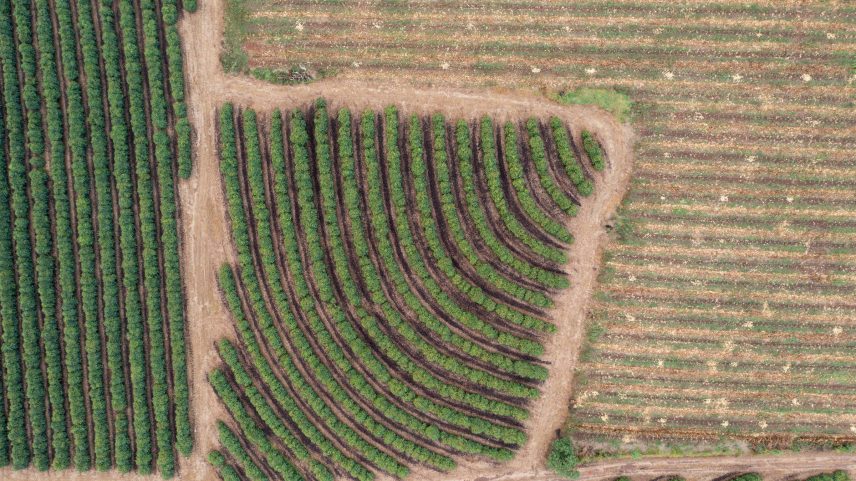 Plantações de café na região de Guaxupé (MG). Setor é um dos afetados por sobretaxa de 50% de Donald Trump (Foto: Joel Silva 1.jun.2023/Folhapress)