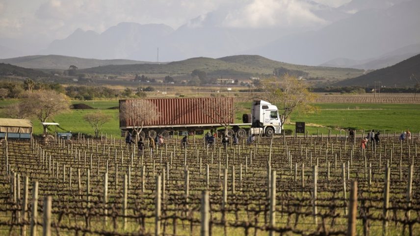 Trabalhadores realizam a poda dos vinhedos nas propriedades Graham Beck. Produção local de vinhos era isenta, e agora vai enfrentar tarifa de 15% dos EUA (Foto: Gianluigi Guercia/AFP)