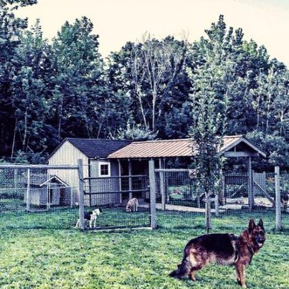 Autoridades investigam mortes de 21 cães em canil nos Estados Unidos