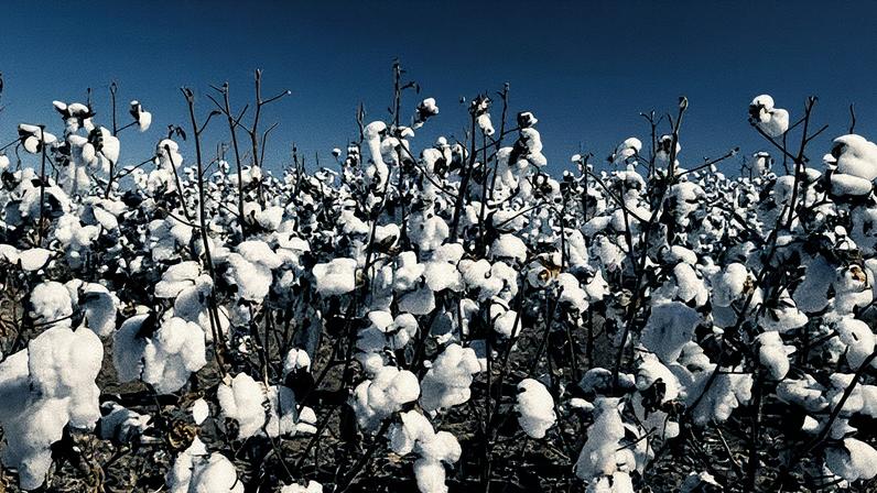 Área plantada de algodão da SLC (Foto: Divulgação)
