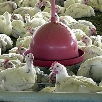 FAPESP apoia pesquisas inovadoras para combater a gripe aviária no Brasil