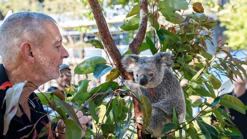 Lead vaccine researcher Peter Timms with a koala. Image courtesy of UniSC Australia.
