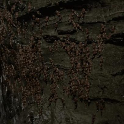 Cientistas registram vídeo raro de peixe-gato subindo cachoeiras no Brasil