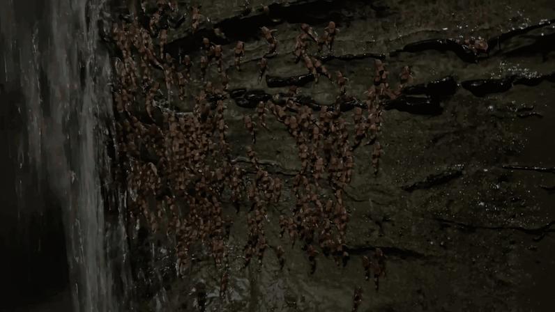 Rhyacoglanis paranensis migrating upstream in Mato Grosso do Sul, Brazil, courtesy of Marinho et al., 2025.