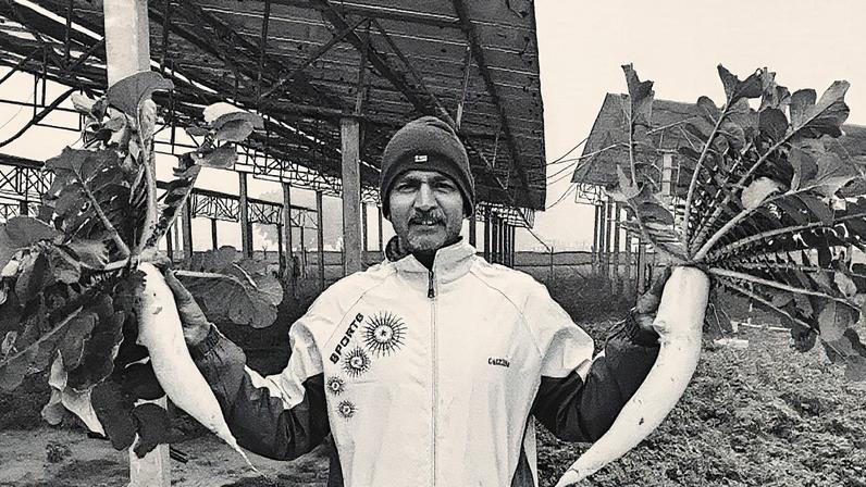 Agricultores adotam cultivo sob painéis solares para aumentar a produção sustentável