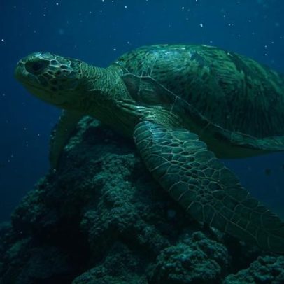 Tartaruga verde sai de ameaçada e é classificada como de menor preocupação