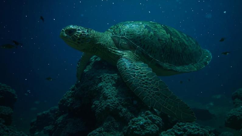 Green turtle