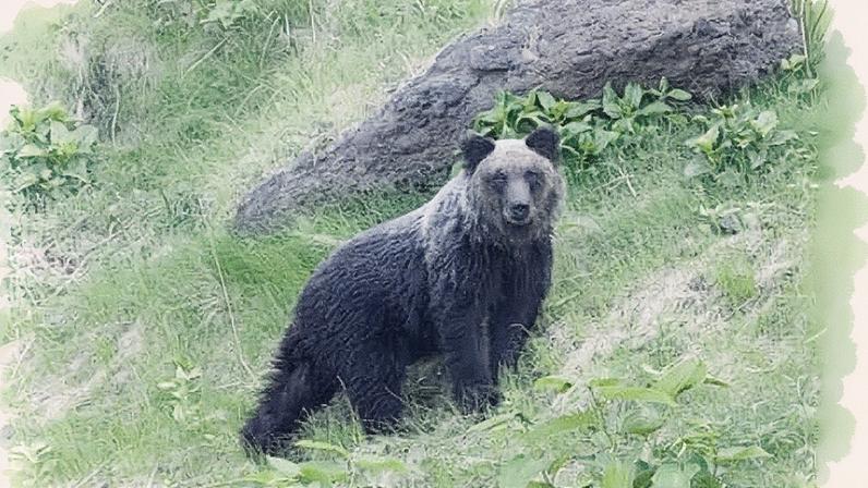 A wild brown bear in Hokkaido, Japan. Bear attacks and encounters are generating headlines almost daily as the population of the animal grows and its natural food sources dwindle.