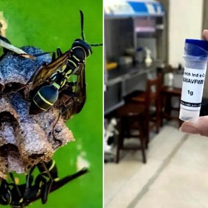 Pesquisadores brasileiros avaliam uso de veneno de marimbondo contra Alzheimer