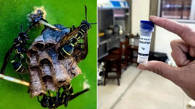 (Gettyimages: Alex Borderline/Luana Cristina Camargo/Montagem sobre reprodução)