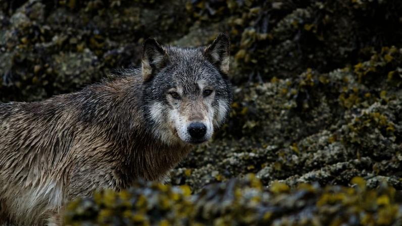 A wolf in British Columbia. Image courtesy of Kyle Artelle.